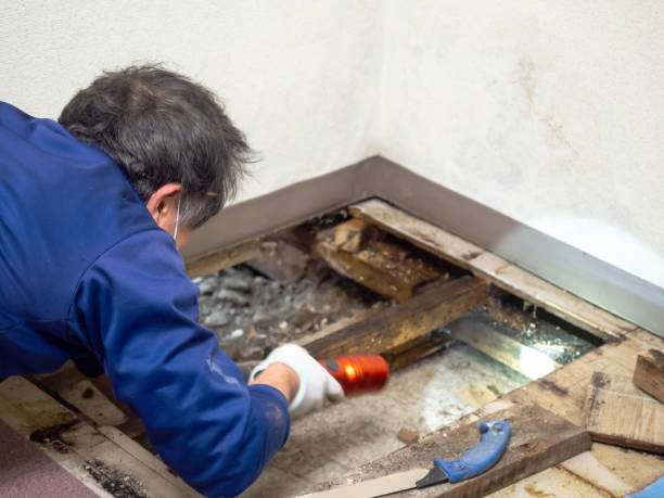Best Attic Mold Removal  in Westport, NC