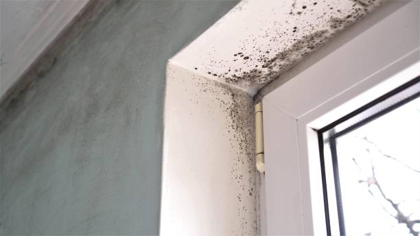 Best Commercial Mold Removal  in Westport, NC
