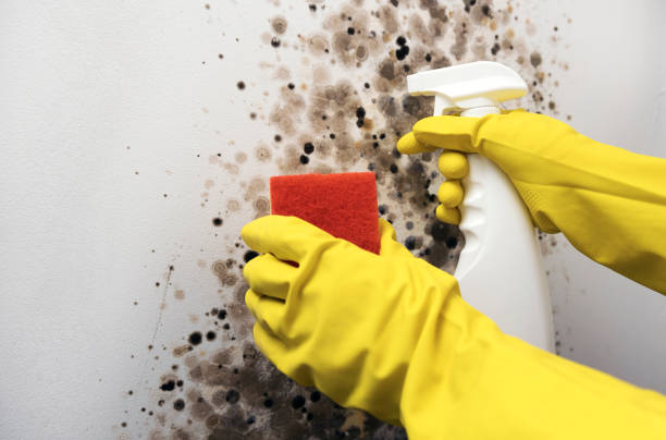 Best Mold Damage Repair  in Westport, NC