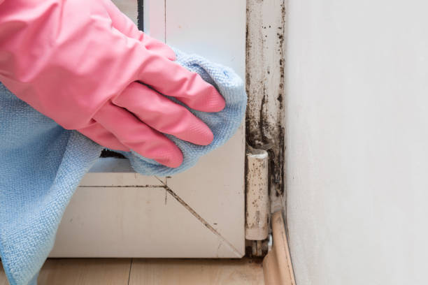 Mold Removal and Inspection in Westport, NC