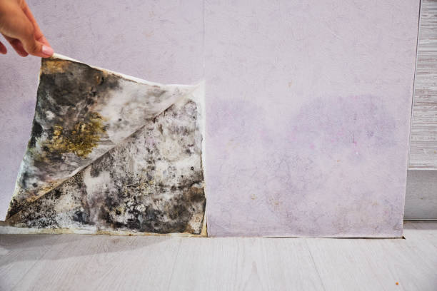 Best Residential Mold Removal  in Westport, NC